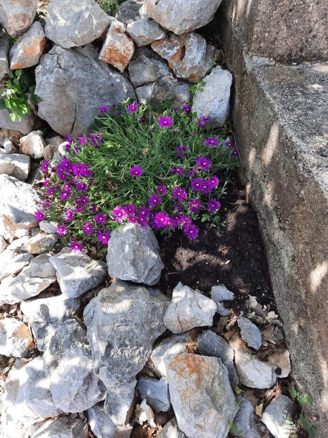 Apartmani Darko Kornić Esterno foto